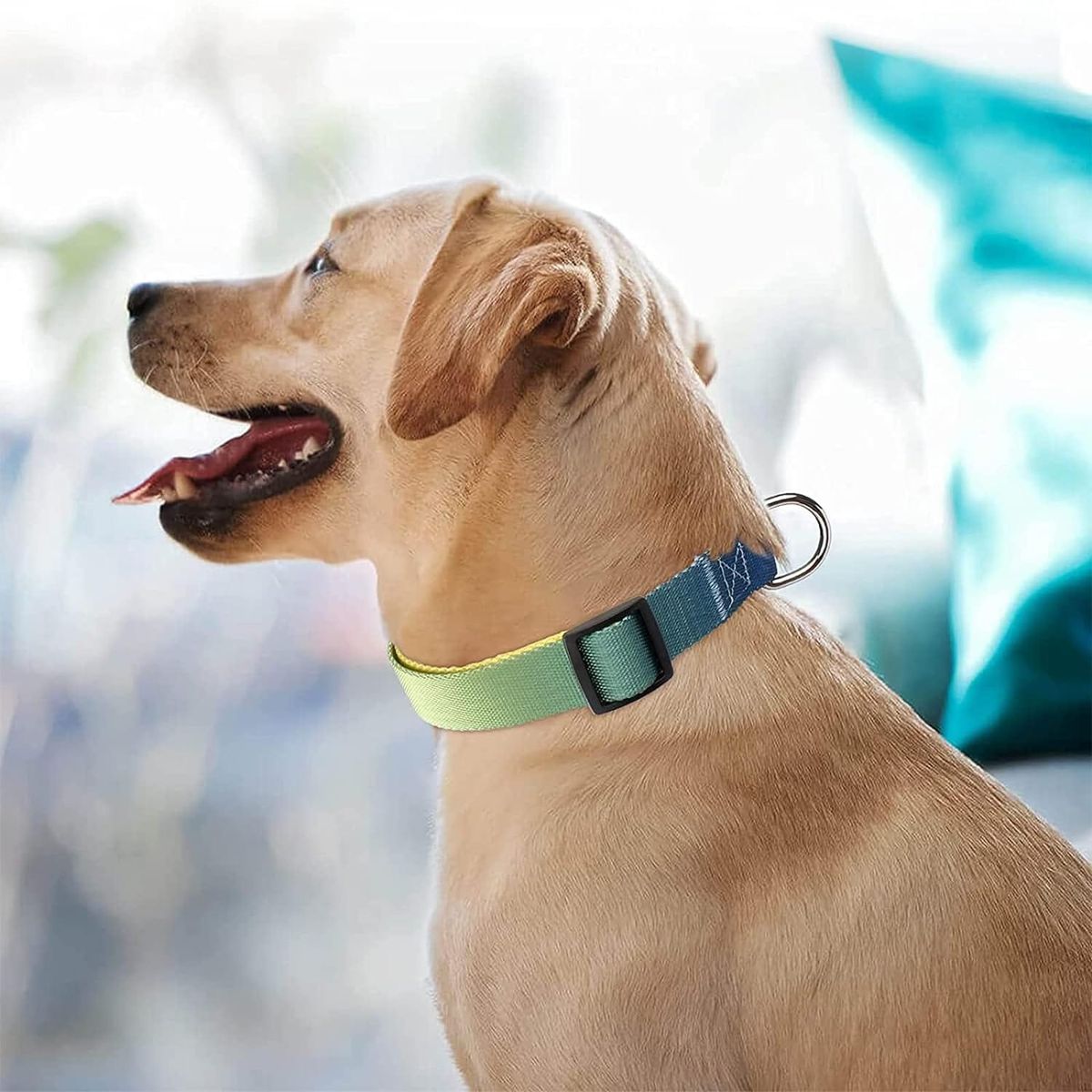 Dog Collars