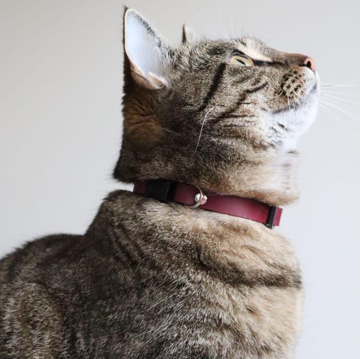 Cat Collars