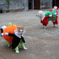 Spooky Pumpkin Pooch Costume-2
