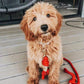 Dog Rope Leash - Watermelon Red-2
