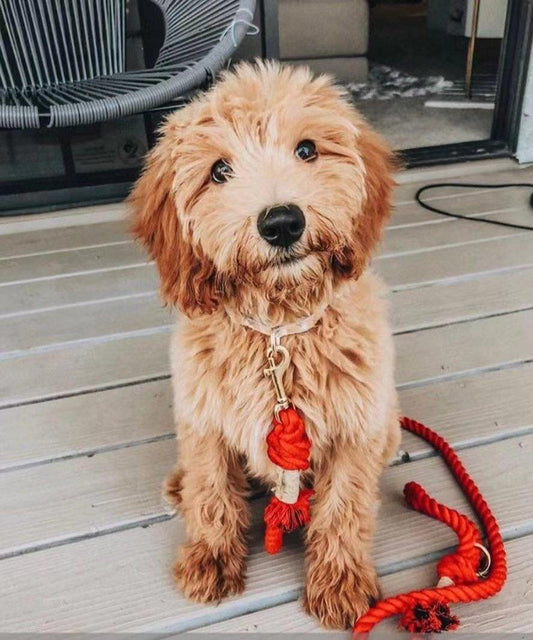 Dog Rope Leash - Watermelon Red