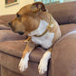 Gold Stainless Steel French Pitbully Dog Collar Leash - Stylish And Durable Pet Chain-0