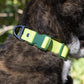 Mossy Pine Waterproof Dog Collar-1