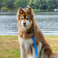 Dockside Adventures Waterproof Dog Leash-1