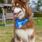 K9 Kayak Dog Bandana-1