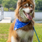 Patriotic Dog Bandana-1