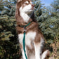 Siberian Spruce Waterproof Dog Collar-2