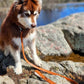 Sierra Sunrise Vegan Leather Dog Leash-0