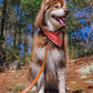 Sierra Sunrise Vegan Leather Dog Leash-4