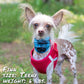 Buffalo Plaid Blue Pup Scruff-2