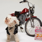 Single Ingredient, High Value Freeze-Dried Training Treats for Dogs & Cats - Shrimp-3