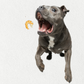 Single Ingredient, High Value Freeze-Dried Training Treats for Dogs & Cats - Shrimp-2