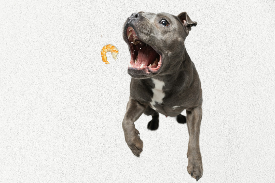 Single Ingredient, High Value Freeze-Dried Training Treats for Dogs & Cats - Shrimp