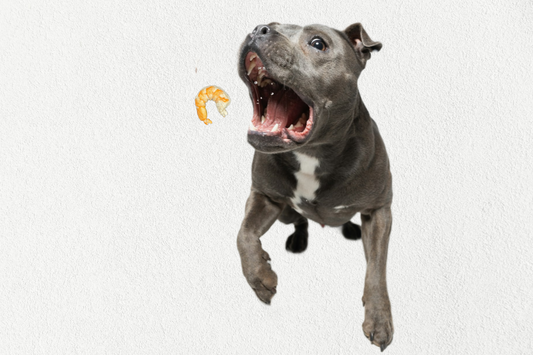 Single Ingredient, High Value Freeze-Dried Training Treats for Dogs & Cats - Shrimp